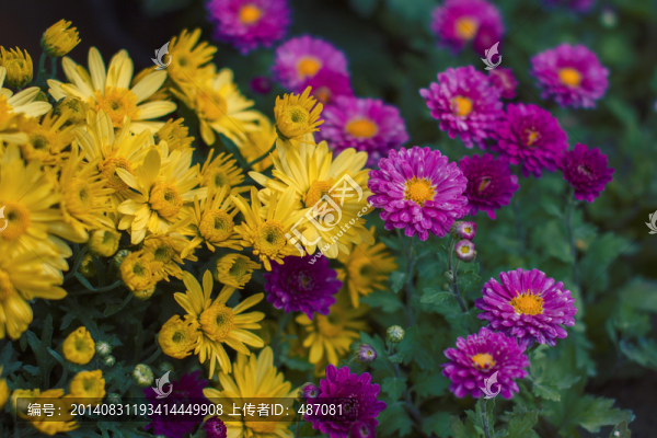 菊花