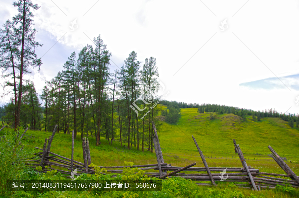 森林,牧場