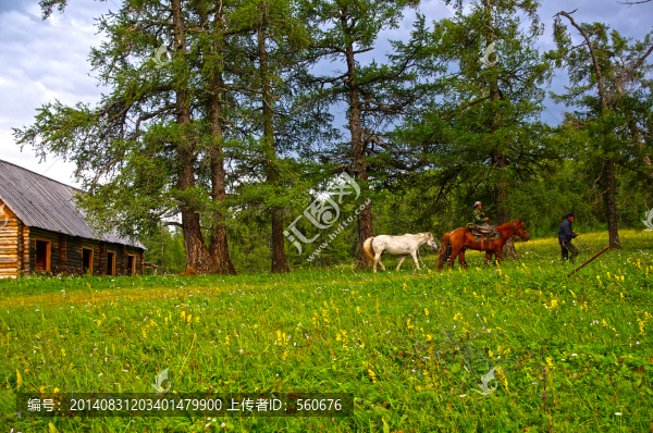 森林,風景