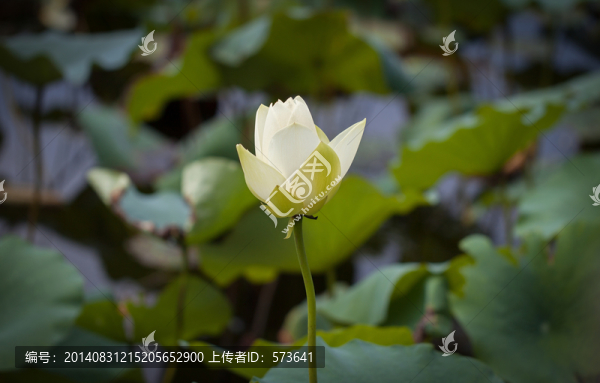 荷花
