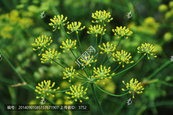 花,小花