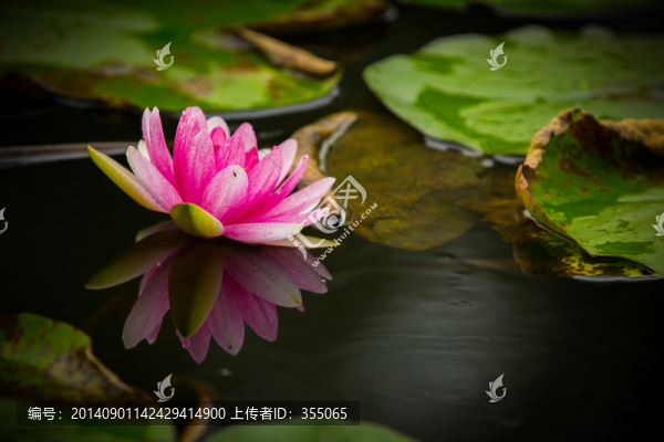蓮花