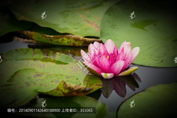 睡蓮