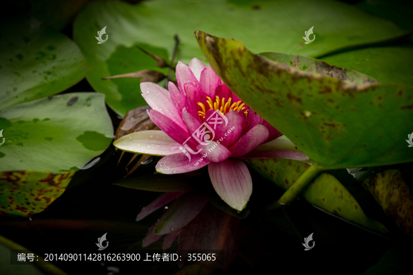 蓮花