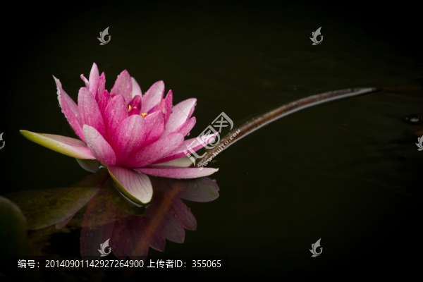 睡蓮