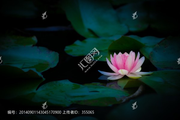 睡蓮