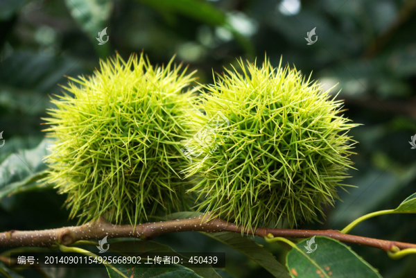 板栗樹