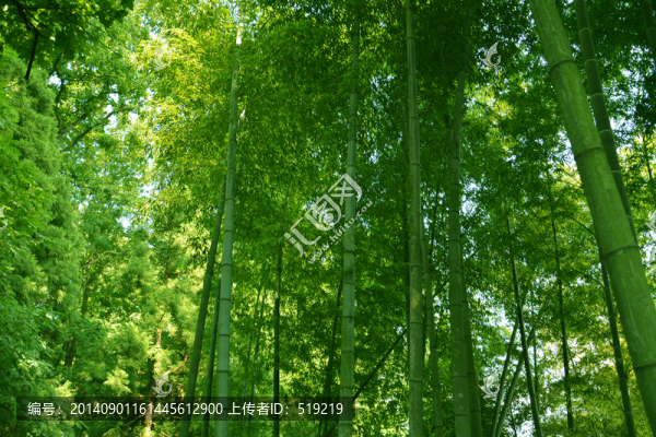 竹子