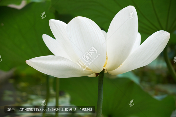 荷花jpg