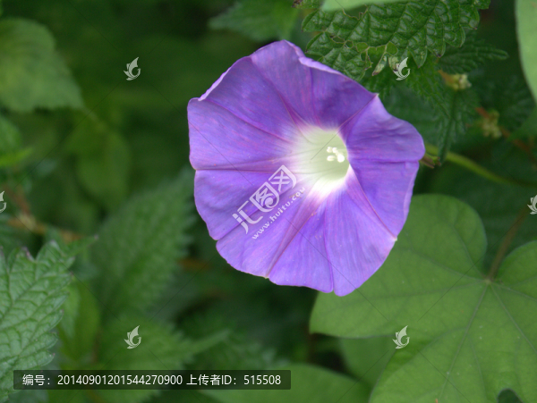 牽牛花高清圖