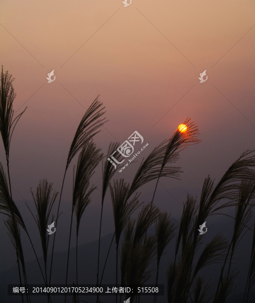 夕陽下的蘆葦