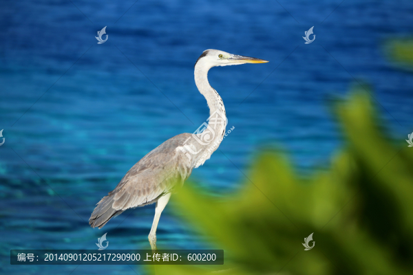 馬爾代夫大海鳥類蒼鷺