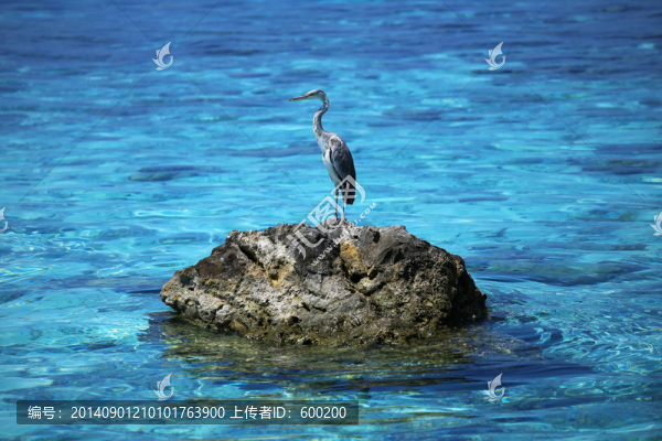海中大鳥蒼鷺
