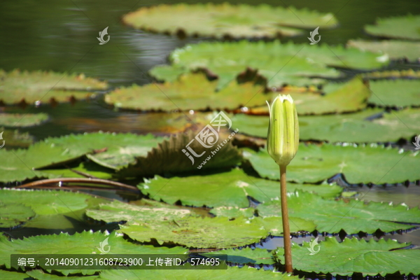 蓮花