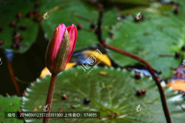 蓮花