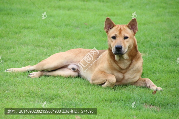 狗
