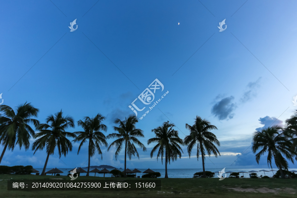 黃昏海邊椰樹林