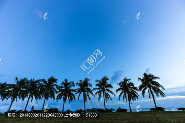 黃昏海邊椰樹林