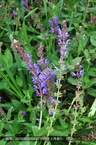 花,藍花鼠尾草