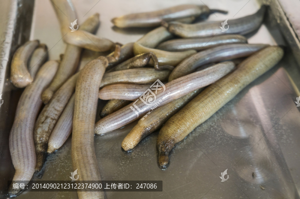 海蚯蚓