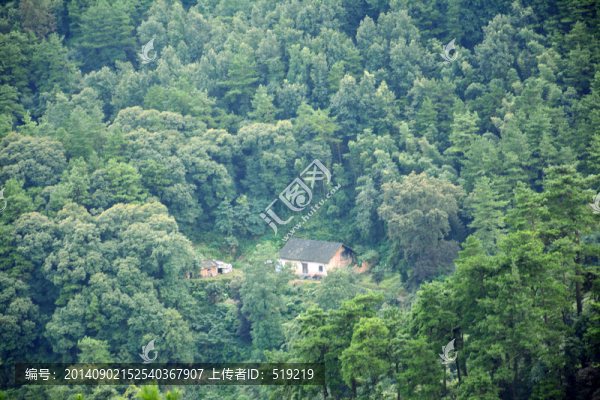 樹(shù)木