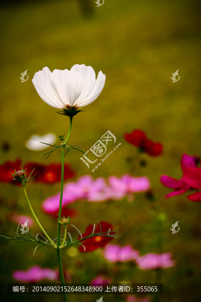 格桑花