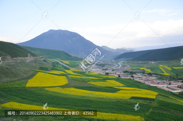 油菜花