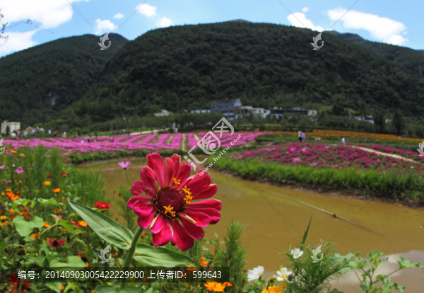 涪陵大木花谷