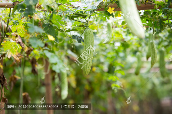 農(nóng)業(yè),苦瓜種植大棚
