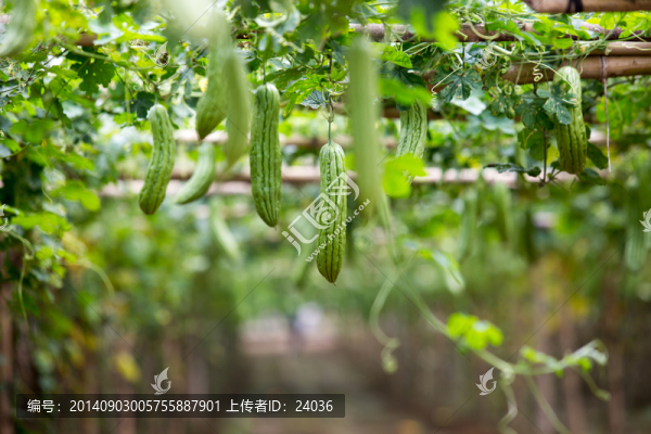 農(nóng)業(yè),苦瓜種植大棚