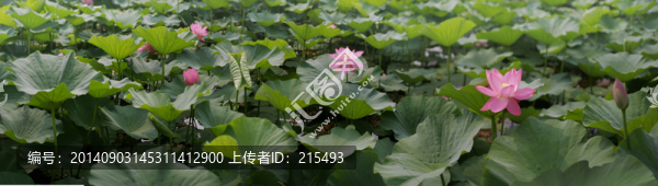 荷花,荷塘,全景,寬幅,高清