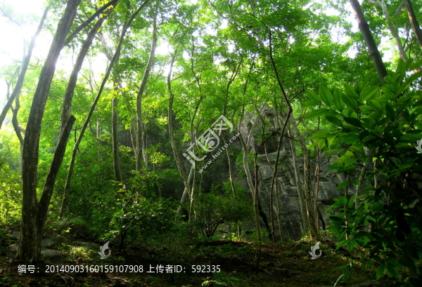 樹林