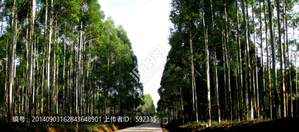 林蔭大道