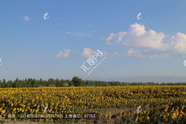 遼闊的向日葵田野