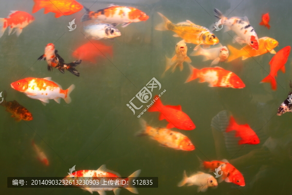 金魚