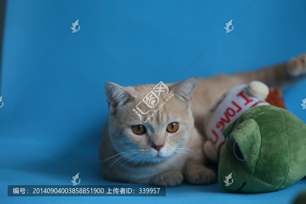貓