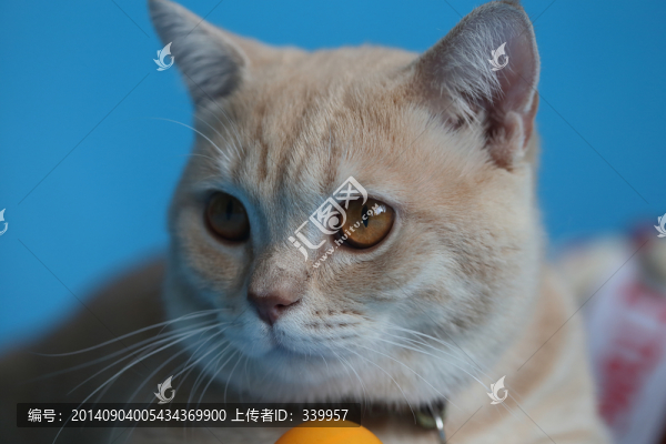貓