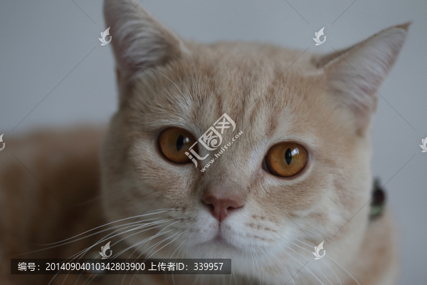 貓