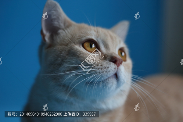 貓