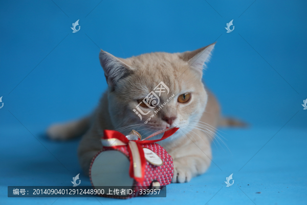 貓