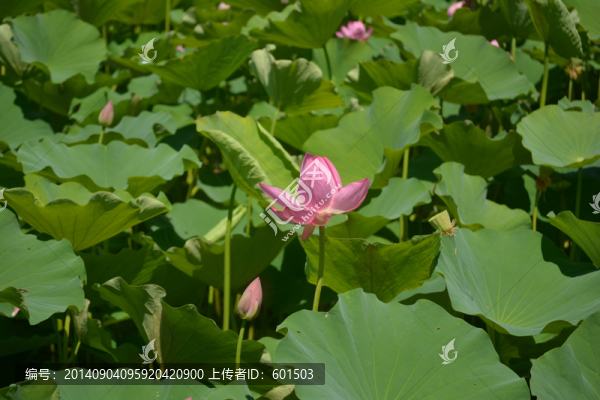 荷花