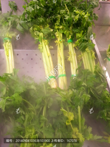 蔬菜,芹菜