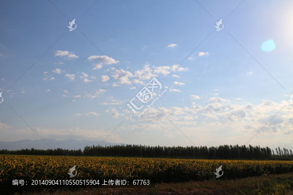 遼闊的向日葵田野