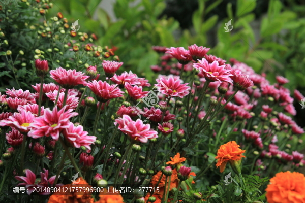 菊花