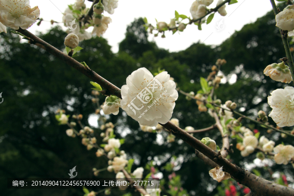 白色桃花
