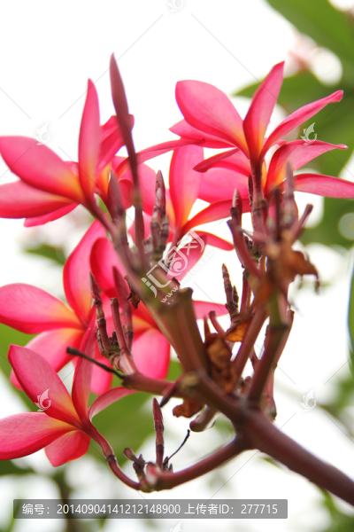 雞蛋花
