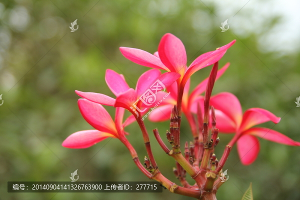 雞蛋花