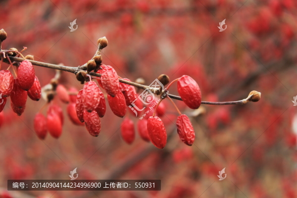山茱萸