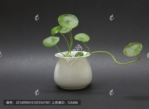 金錢草