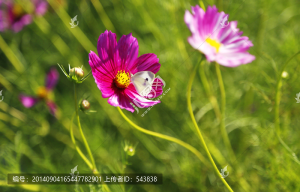 雛菊花